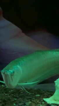 Arowana fish that are well cared for and very beautiful are in the aquarium