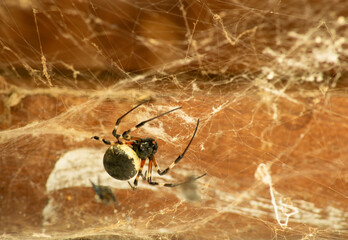 Nephilingis Cruentata, African Spider introduced into Brazil. Here known as Maria-bola or Roof Spider. This photographed on a farm in the Campim Rasteiro neighborhood, of Contagem, Minas Gerais.