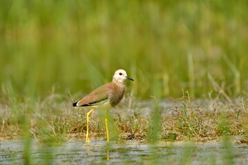 white tailed lapwing - Vanellus chettusia