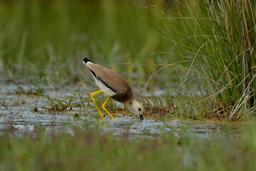white tailed lapwing - Vanellus chettusia