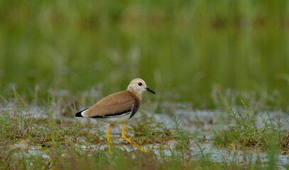 white tailed lapwing - Vanellus chettusia
