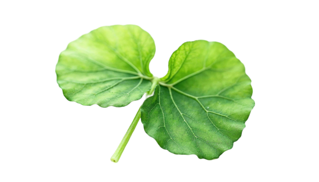 Close up of vibrant green dicotyledon seedling leaves with visible veins against a black background