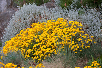 Felsensteinkraut (Aurinia saxatilis) Steingartenpflanze mit gelben Blüten