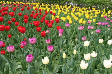 Buntes Tulpenbeet im Fr&uuml;hling 