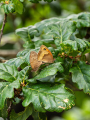 Meadow Brown Butterflies Mating on an Oak Tree Leaf