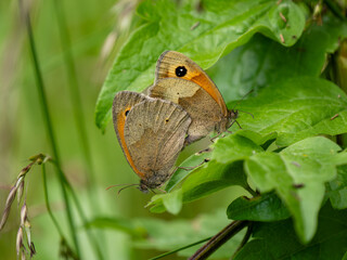 Obraz premium Meadow Brown Butterflies Mating on an Oak Tree Leaf