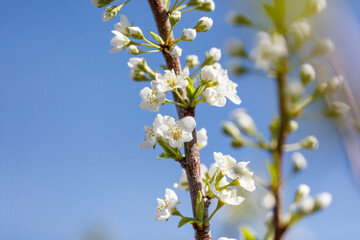 A tree with white flowers is in full bloom