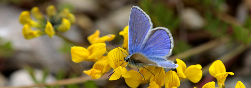 Himmelblaue Bl&auml;uling (Lysandra bellargus) Schmetterling auf gelber Bl&uuml;te, Panorama 