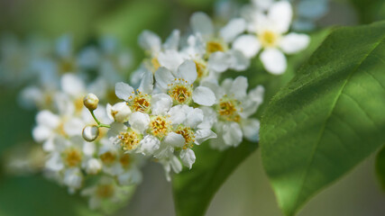 White bird cherry blossoms in May: with leaves, close-up, prunus padus.