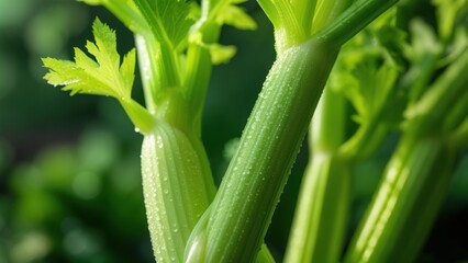 Close up view of stalks of celery.