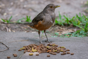 Pájaro zorzal