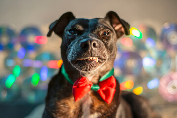 perro negro sonriendo con moño rojo y verde