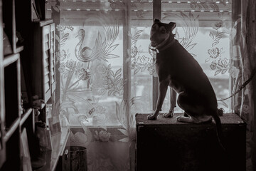 perra mirando hacia afuera por la ventana