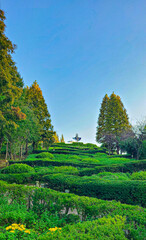 나무들로 만들어진 지그재그길