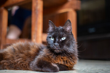 Retrato de gata negra en el interior