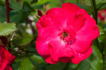 Rose flower blooming in the spring garden, closeup view. Summer flower of red rose blooming in the garden