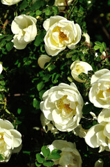 White roses of rosehips bush in the summer garden, summer flower background with white blooming roses under soft sunlight