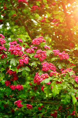 Obraz premium Spring flower landscape with branch of hawthorn tree pink flowers, in Latin Crataegus laevigata, spring tree of hawthorn in spring blossom