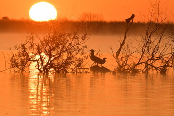 sunset on the river