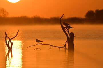 birds in morning