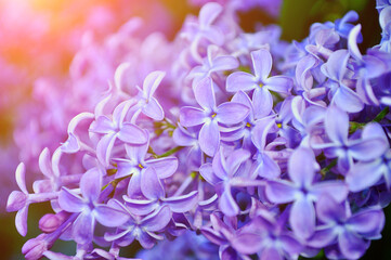 Spring background with pink lilac flowers in bloom, closeup view - spring flower background with...