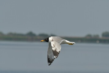 Pallas,s gull  - (Larus ichthyaetus)