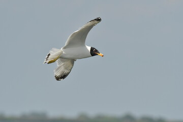 Pallas,s gull  - (Larus ichthyaetus)