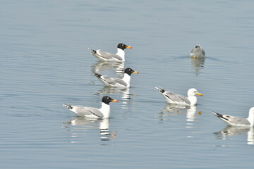 Pallas,s gull  - (Larus ichthyaetus)