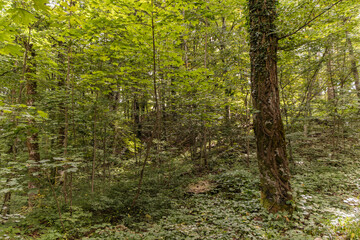 Croatia. Beautiful trees with powerful roots near the lake. Forest landscape near the Plitvice Lakes.