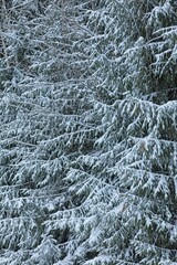 Closeup of snow covered fir tree branches in winter.