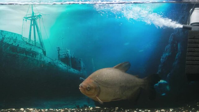 giant pacu fish in Aquarium black pacu fish
