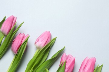 Beautiful fresh tulips on color background