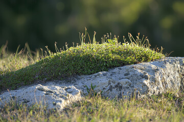 Sunlight illuminates moss and tiny plants thriving atop a weathered stone.