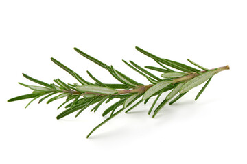 Fototapeta premium Rosemary branch, close-up, isolated on white background.