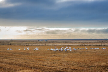 Fototapeta premium Arctic geese resting on the shore below Eyjafjallajokull on the island of Iceland