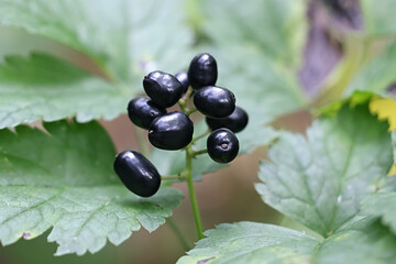 Deadly poisonous berries of Baneberry, Actaea spicata, also known as Bugbane, Herb christopher or Toadroot, wild plant from Finland