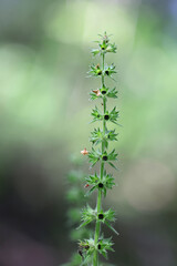 Hedge woundwort, Stachys sylvatica, also known as whitespot  or hedge nettle, wild plant from Finland