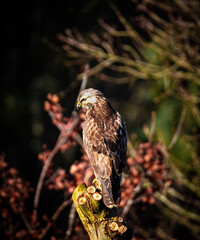 Bussard, Buzzard, greifvogel, wild lebende tiere, natur, hunter, baum, bussard, wildlife