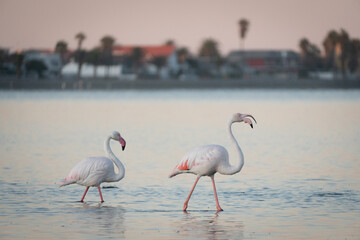 Flamingos in Walvis bay