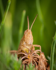 Neugieriger Grashüpfer