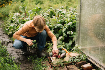 Cute kid boy teenager picking in wooden box fresh just harvested vegetables of a countryside farm.