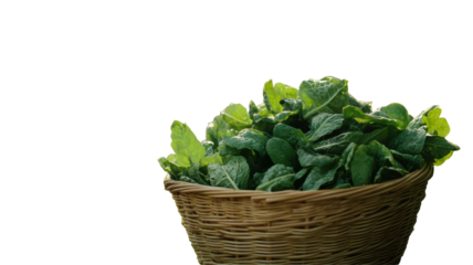 Fresh Leafy Greens in a Wicker Basket Outdoors Isolated on Transparent or blank Background, PNG