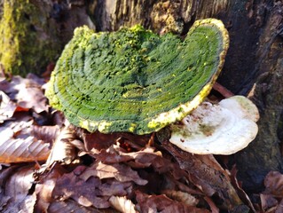 Old green moldy tree mushroom on brown old stump in forest in spring. Natural forest background with poisonous mushroom.