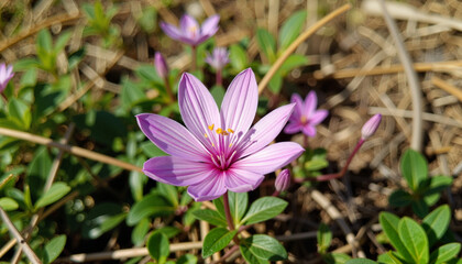 Fototapeta premium Vibrant pink wildflower blooming in sunny field, nature's beauty