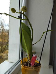 Vertical photo of an orchid flower on a windowsill with a plastic capsule with nutrients. The...