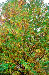 Chestnut with green and brown leaves in autumn.