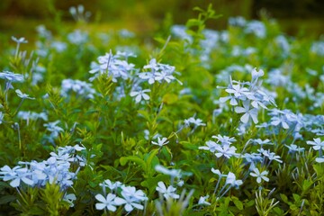 Close-up of delicate light blue flowers blooming amidst green foliage in a garden, highlighting the serene beauty of nature.