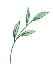 Hand drawn watercolor twig. Botanical clip art. Vecta with foliage on white background. Floral design elements. Perfect for wedding invitations, greeting cards.