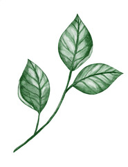 Fototapeta premium Hand drawn watercolor twig. Botanical clip art. Vecta with foliage on white background. Floral design elements. Perfect for wedding invitations, greeting cards.