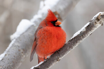 Male northern cardinal Cardinalis cardinalis perched on a snow covered branch in winter